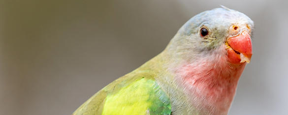 Close up view from chest high view of a Princess Parrot, with its yellow, green, pink and blue feathers and a piece of food in its bright orange beak