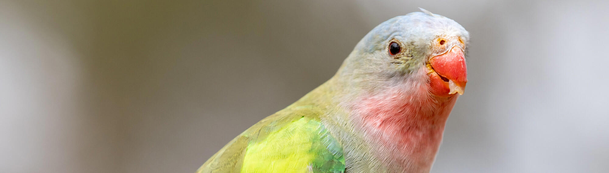 Close-up view from chest up of a Princess Parrot, with yellow, green, pink and blue feathers, and a piece of food in the bright orange beak.