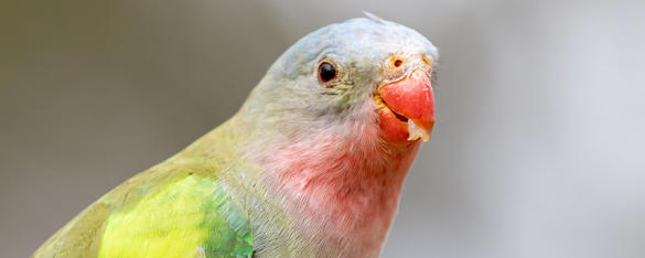 Close-up view from chest up of a Princess Parrot, with yellow, green, pink and blue feathers, and a piece of food in the bright orange beak.