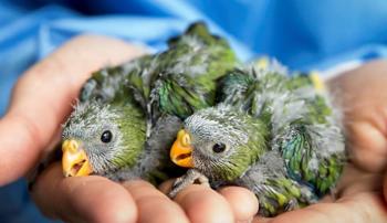 Two fledgling chicks with their beaks open being held by two human hands