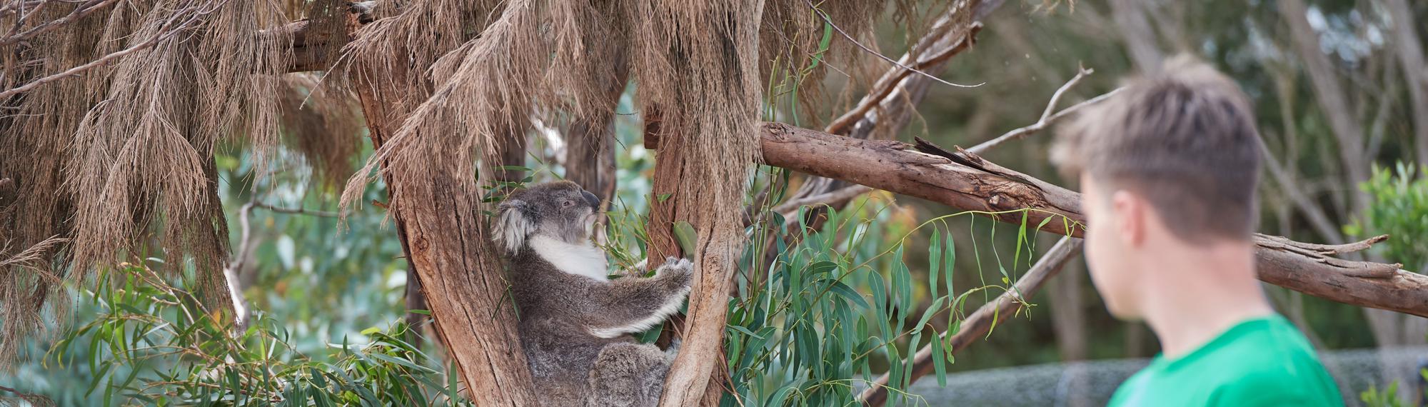 A student looks (right) at a Koala sitting in the fork of a tree.