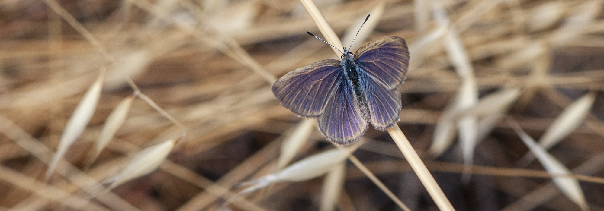 Golden-Rayed Blue Butterfly perched on a brown blade of grass.