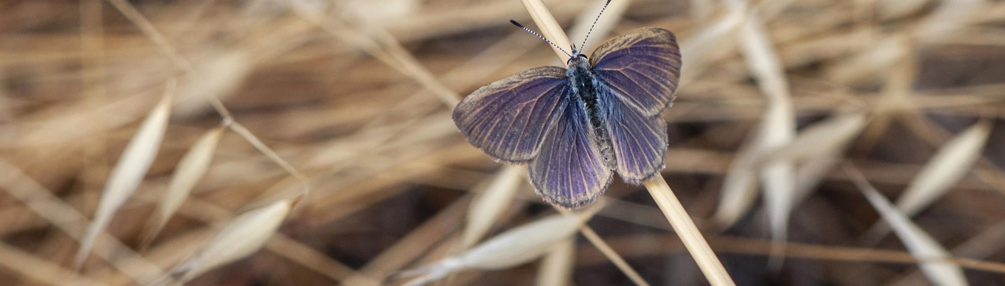Golden-Rayed Blue Butterfly perched on a brown blade of grass.