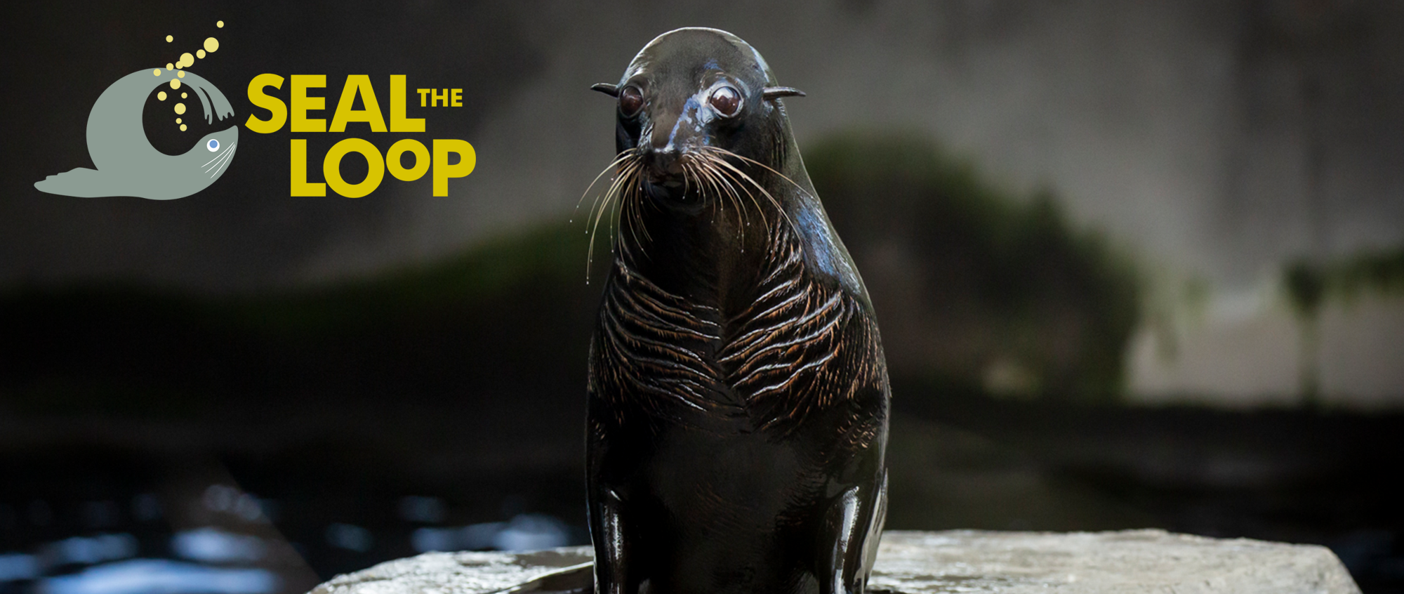 "Seal The Loop" - A Fur Seal in their water enclosure faces the camera, with the logo on the top left.