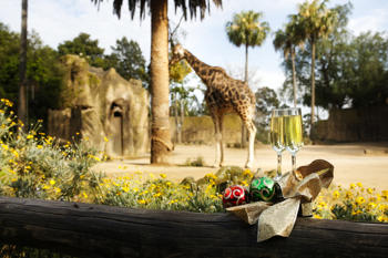 Christmas decorations and two filled champagne glasses at the Giraffe Lookout, with a Giraffe in the background, facing left.