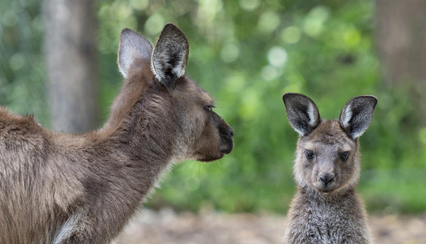 Kangaroo Joey Standing On Hind Legs Next To Mother Looking At Camera 