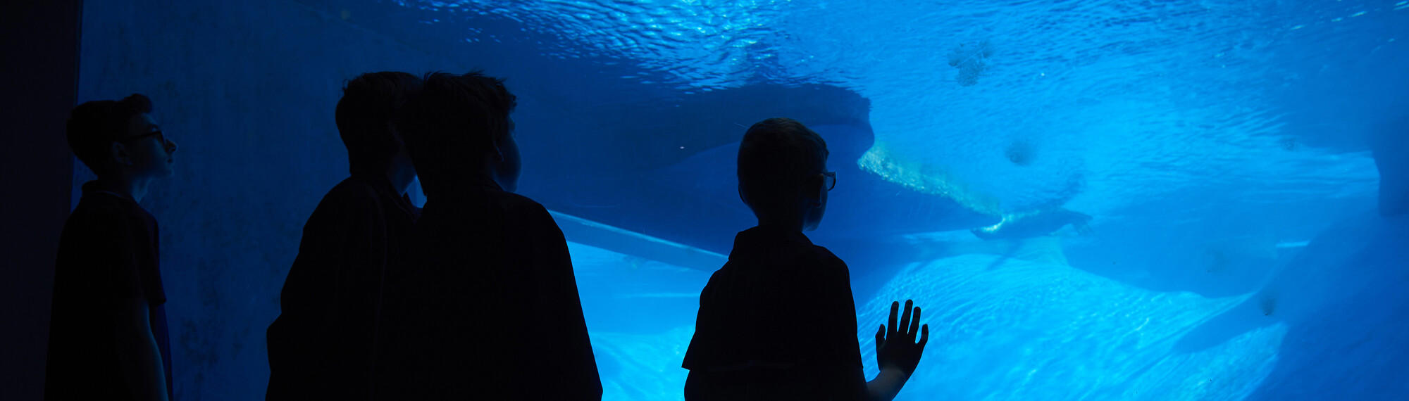 A silhouette of three students as they look into a blue tank of water with a fur seal in the swimming in the distance
