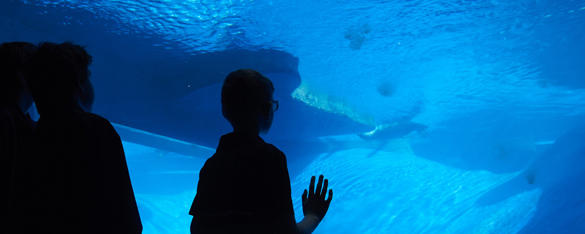 A silhouette of three students as they look into a blue tank of water with a Fur Seal swimming in the distance.