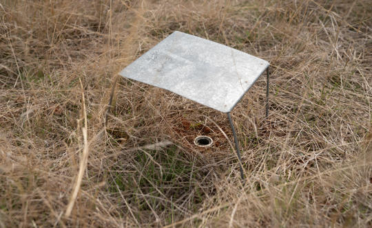 Victorian Grassland Earless Dragons use Wolf spider burrows for shelter in the wild.