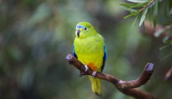 An Orange-bellied Parrot sitting on a branch.