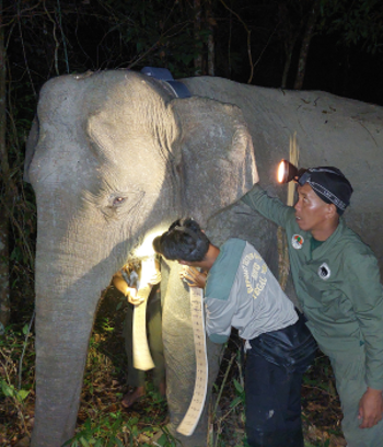 Two men perform a health check on an elephant under torchlight at night