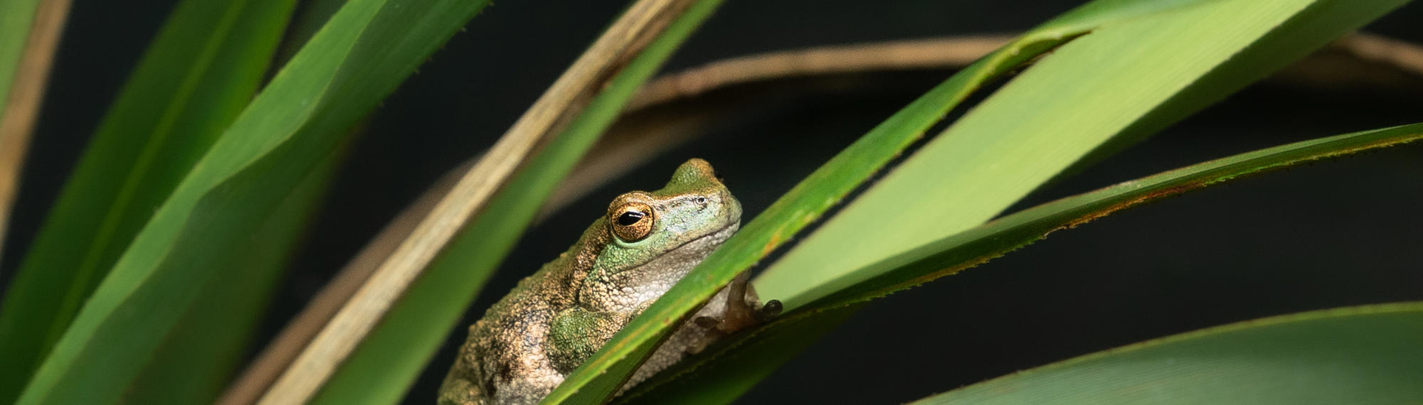 Spotted Tree Frog sitting on bush leaf. facing right.