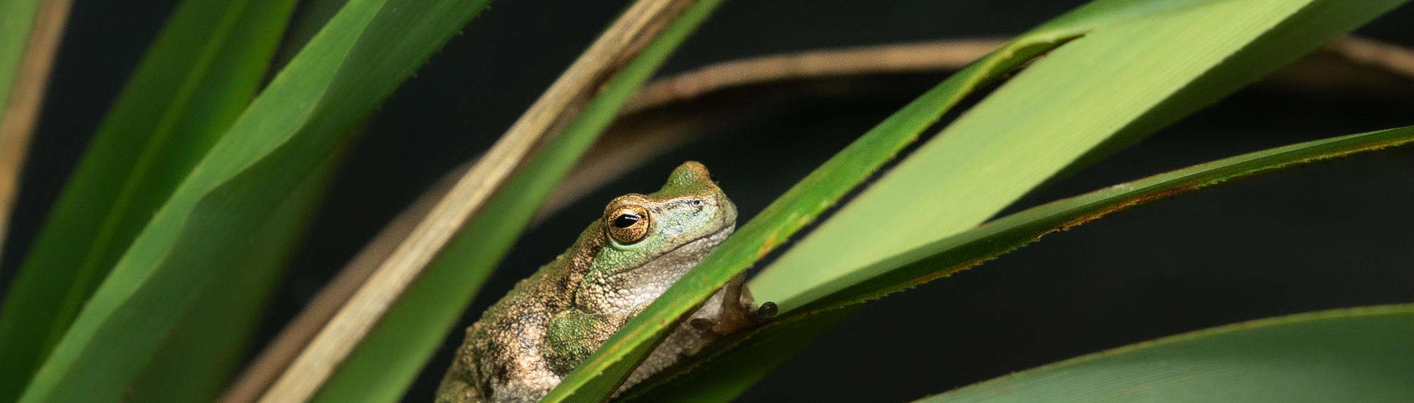 Spotted Tree Frog sitting on bush leaf. facing right.