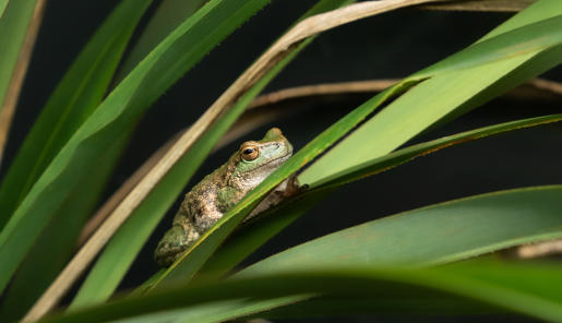 Spotted Tree Frog sitting on bush leaf. facing right.