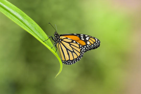 Monarch Butterfly perched on blade of grass, facing left.