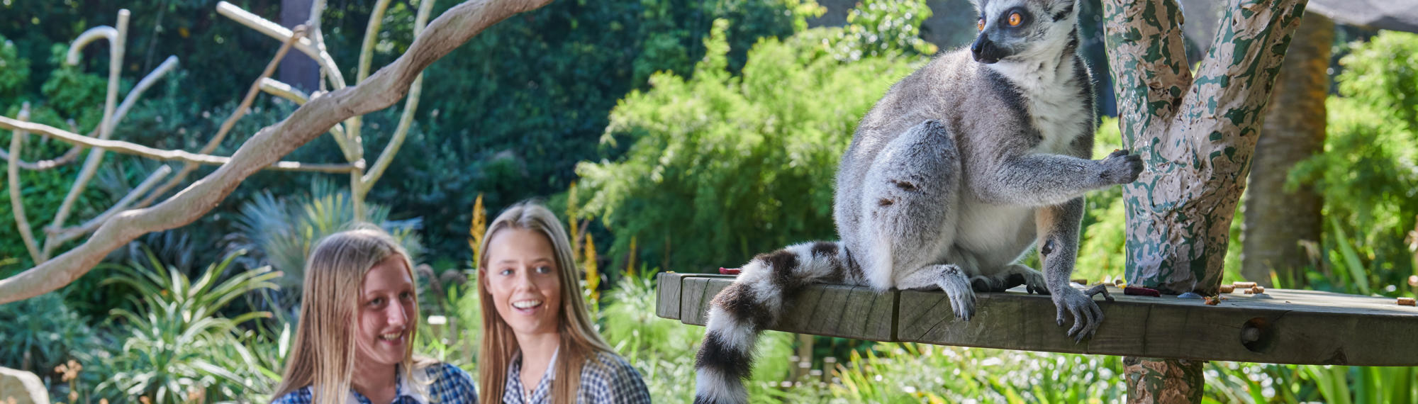 Two student guests smiling as they watch a Lemur sitting on a platform, who is facing away from them and looking right (out left).