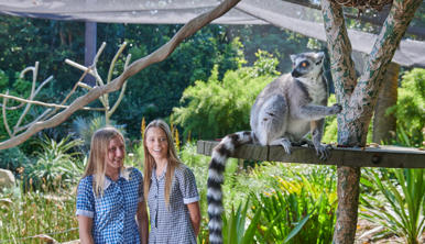Two student guests smiling as they watch a Lemur sitting on a platform, who is facing away from them and looking right (out left).
