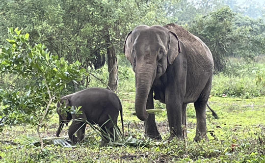 Two Asian Elephants, parent on right and calf on left, collecting plants to eat with their trunks.