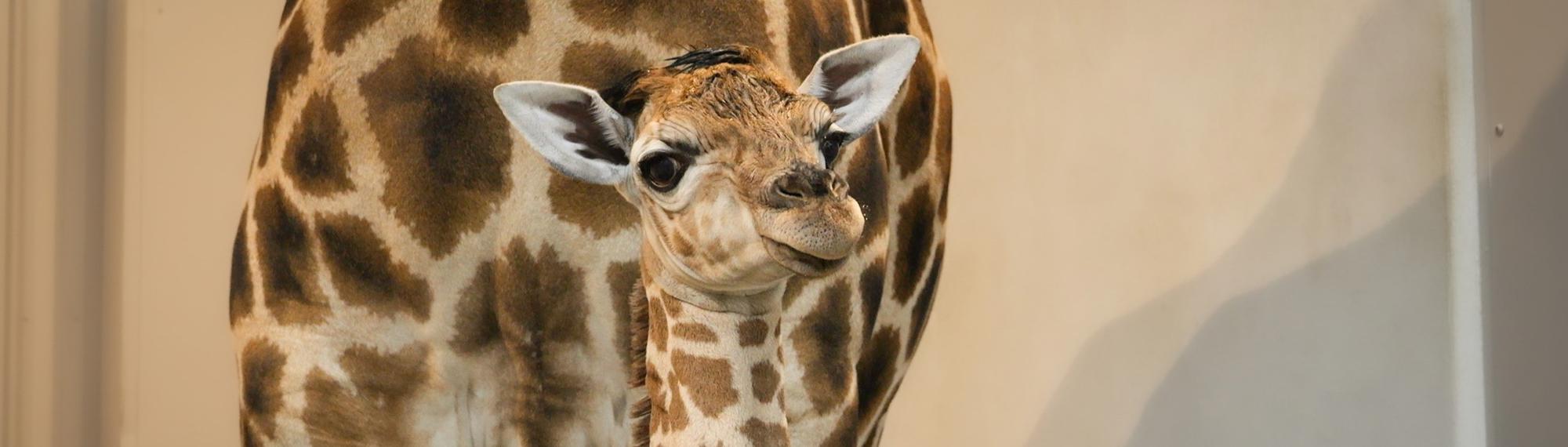 Nakuru And Calf