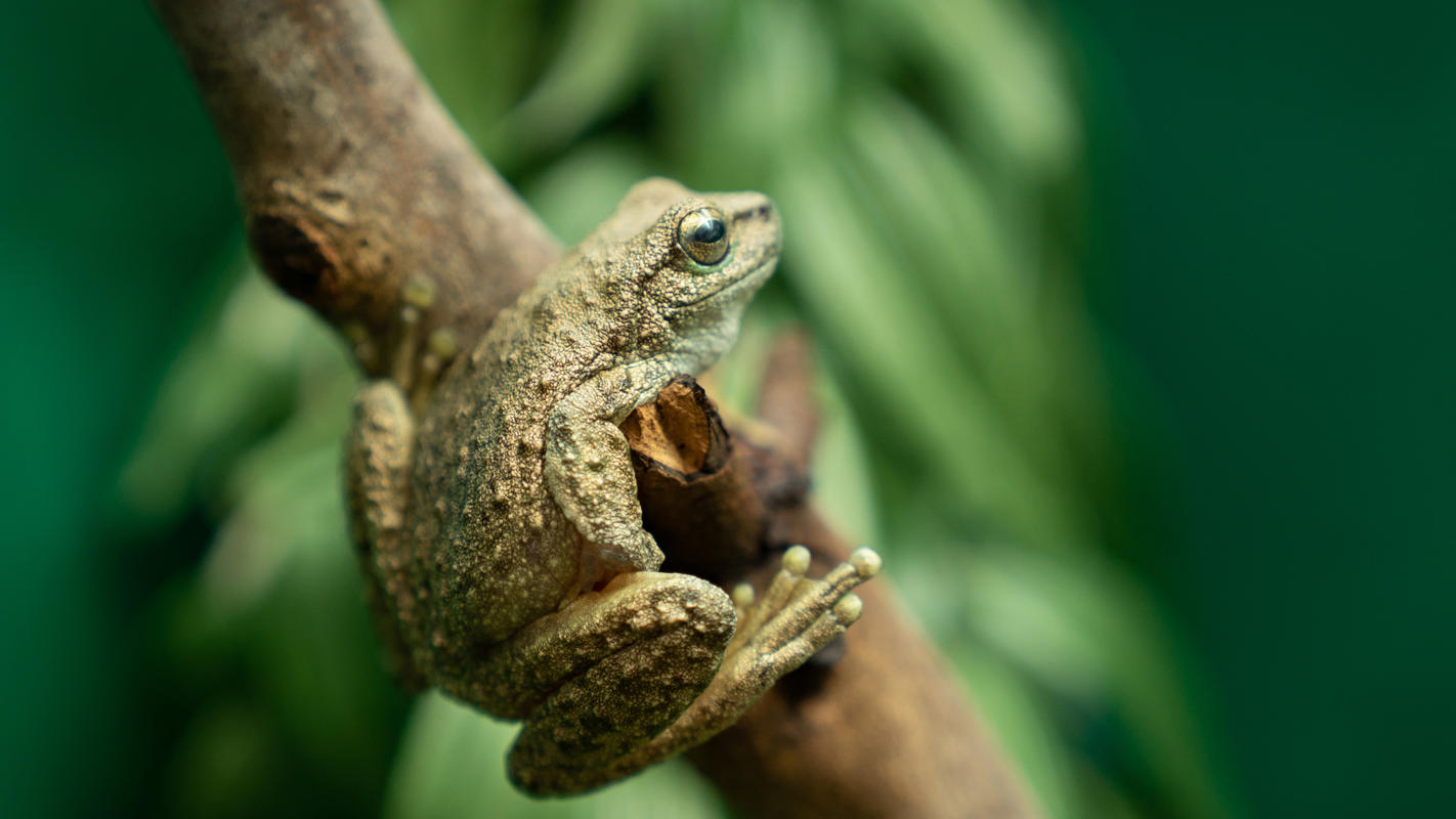 Close-up of a Spotted Tree Frog (side profile and his right eye) perched on a branch with green blurred leaves in the background.