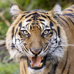 Sumatran Tiger looking at the camera with her mouth slightly open, showing her sharp teeth.