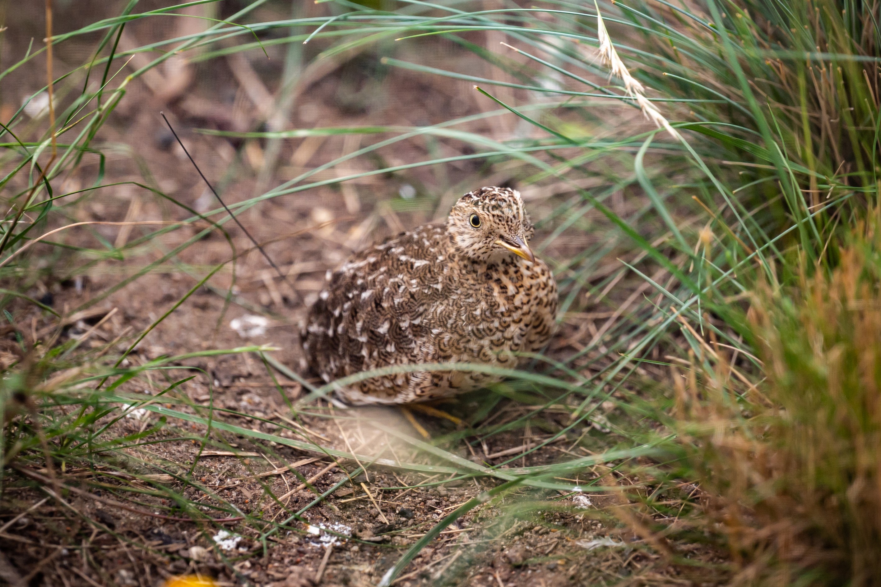 Plains-Wanderer sitting on dirt beneath tall grass, facing right of camera.