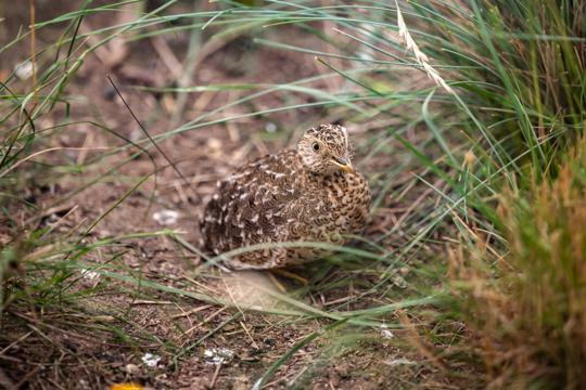 Plains-Wanderer sitting on dirt beneath tall grass, facing right of camera.