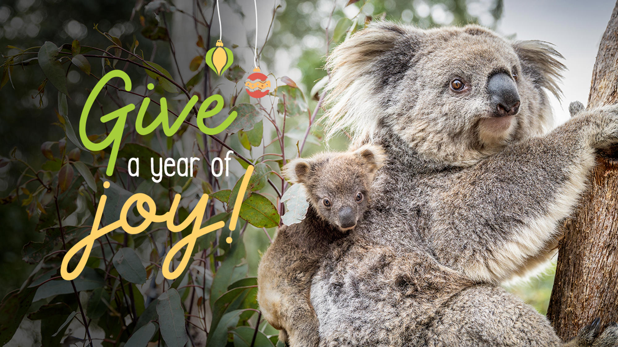"Give a year of joy" - A young Koala joey embraces their mother in a tree, both facing right.