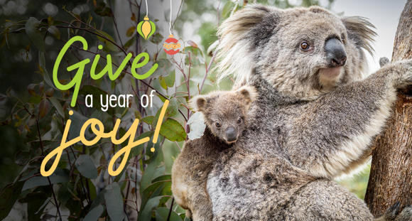 "Give a year of joy" - A young Koala joey embraces their mother in a tree, both facing right.