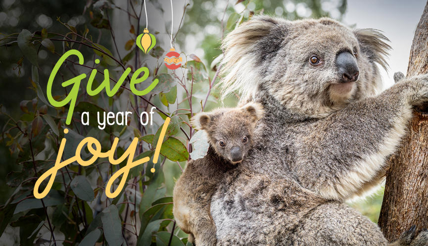 "Give a year of joy" - A young Koala joey embraces their mother in a tree, both facing right.