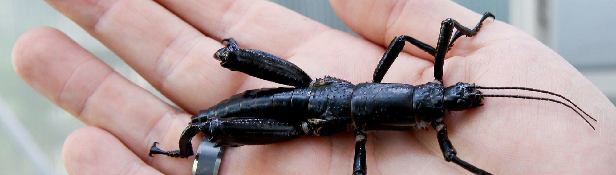 Lord Howe Island Stick Insect on a person's hand. The insect has six legs, a long black body and two antennas on its head.