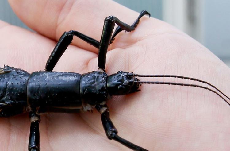 Lord Howe Island Stick Insect on a person's hand. The insect has six legs, a long black body and two antennas on its head.