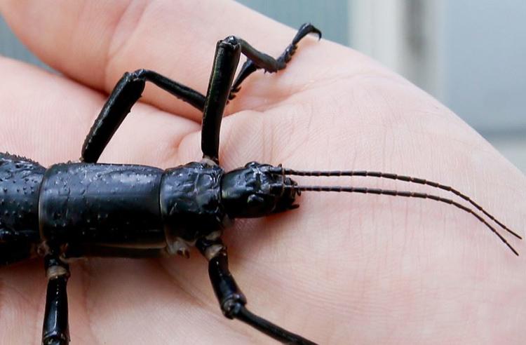 Lord Howe Island Stick Insect on a person's hand, with six legs, a long black body and two antennae on the head.