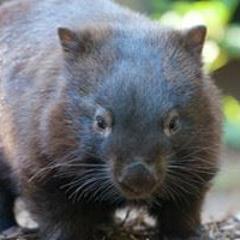 wombat