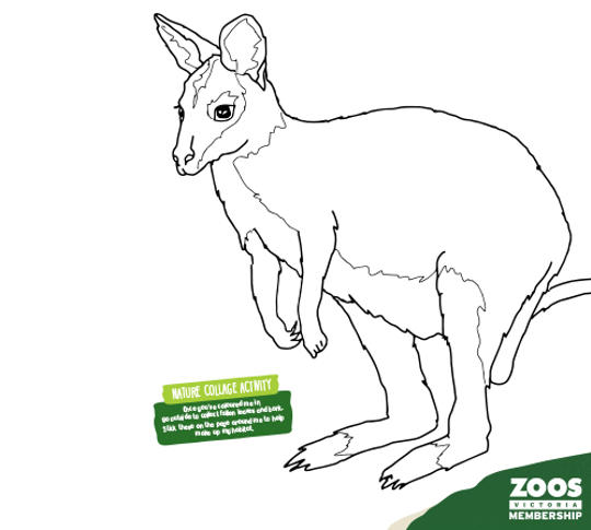 Brushed-tailed Rock-Wallaby colouring sheet.