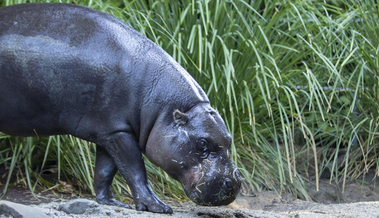 A Pygmy-hippopotamus is walking on rock. There is tall grass behind him. 