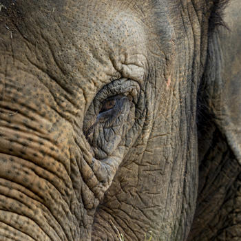 close up of an elephant eye