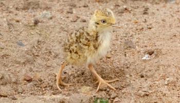 A Plains-wanderer chick walking to the right across a gravel ground