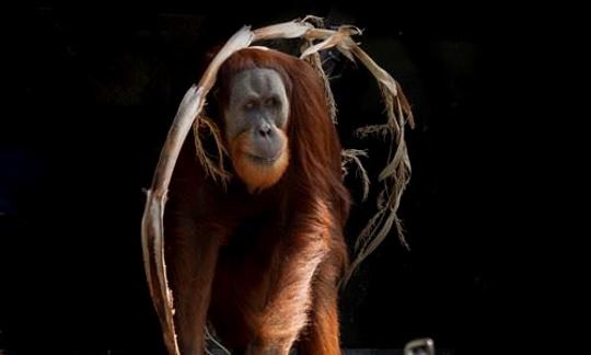 Orangutan under an arched branch; the rest of the background is black