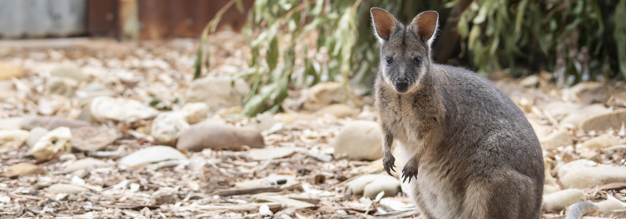 A Tamar Wallaby looking left to the camera, with body facing left-of-frame, in their rocky habitat.