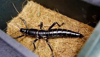 A Lord Howe Island Stick Insect on a bed of straw in a black box