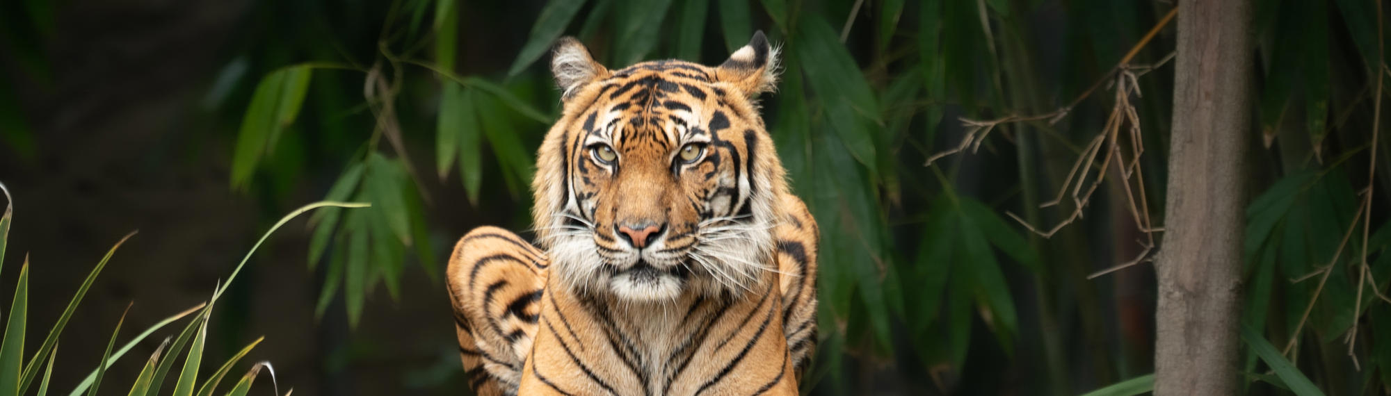 A Sumatran Tiger is perched on bark, with green leaves behind her.