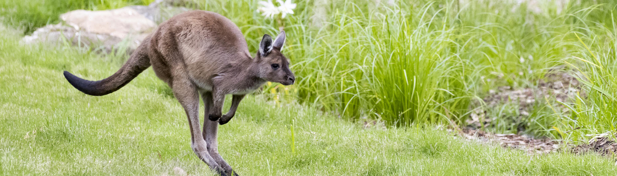 Kangaroo Island Kangaroo joey is jumping right on green grass.
