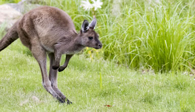 Kangaroo Island Kangaroo joey is jumping right on green grass.