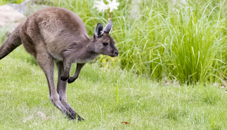 Kangaroo Island Kangaroo joey is jumping right on green grass.