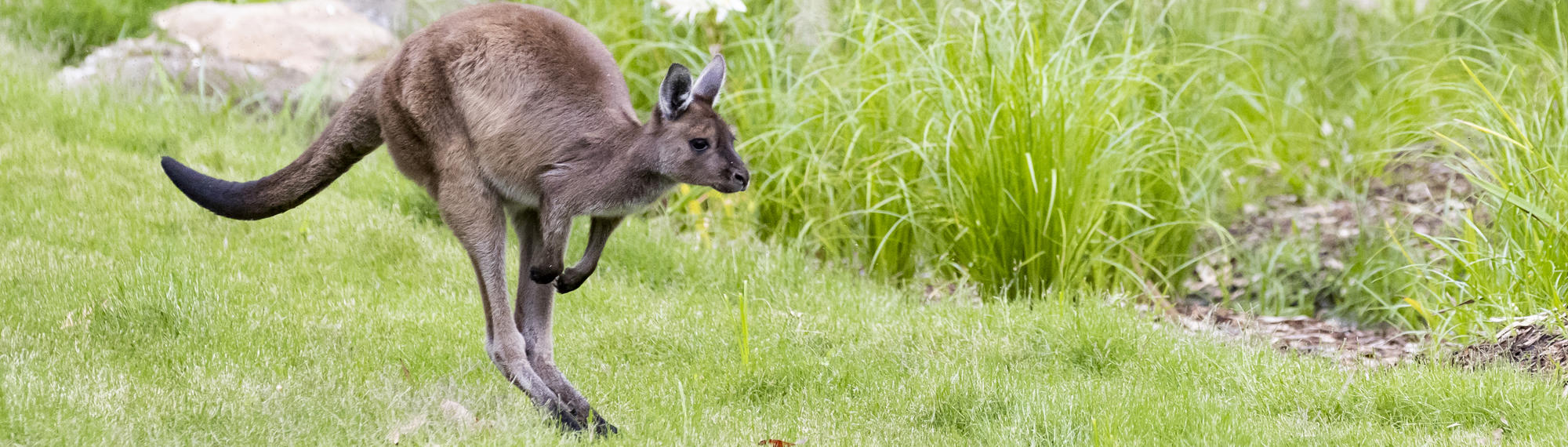 Kangaroo Island Kangaroo joey is jumping right on green grass.