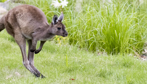 Kangaroo Island Kangaroo joey is jumping right on green grass.