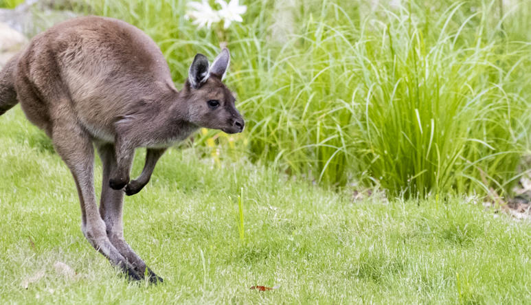 Kangaroo Island Kangaroo joey is jumping right on green grass.