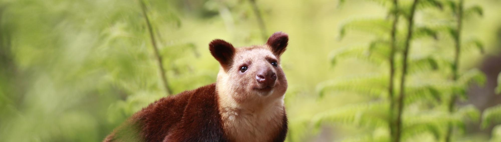 A Tree-Kangaroo, seen from the front-right against a fern backdrop.