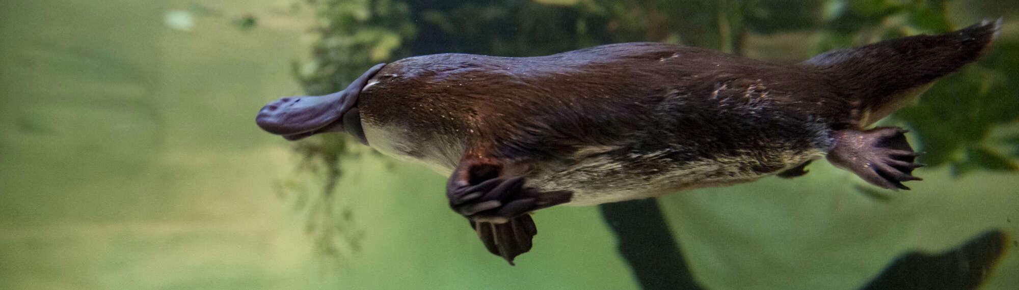 Yumi the platypus, swimming.  Tales from Platypus Creek